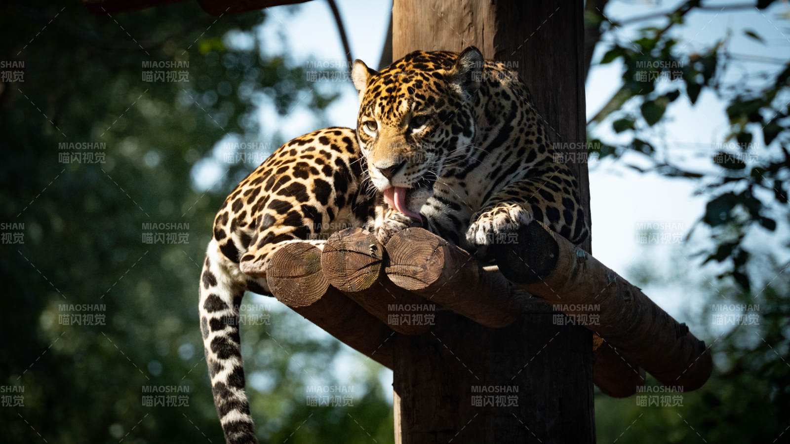 豹子栖息树上图片