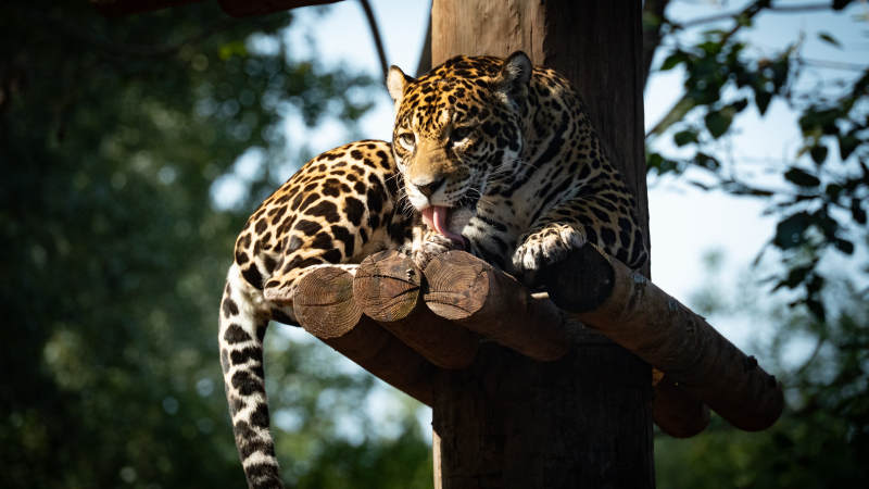 豹子栖息树上图片