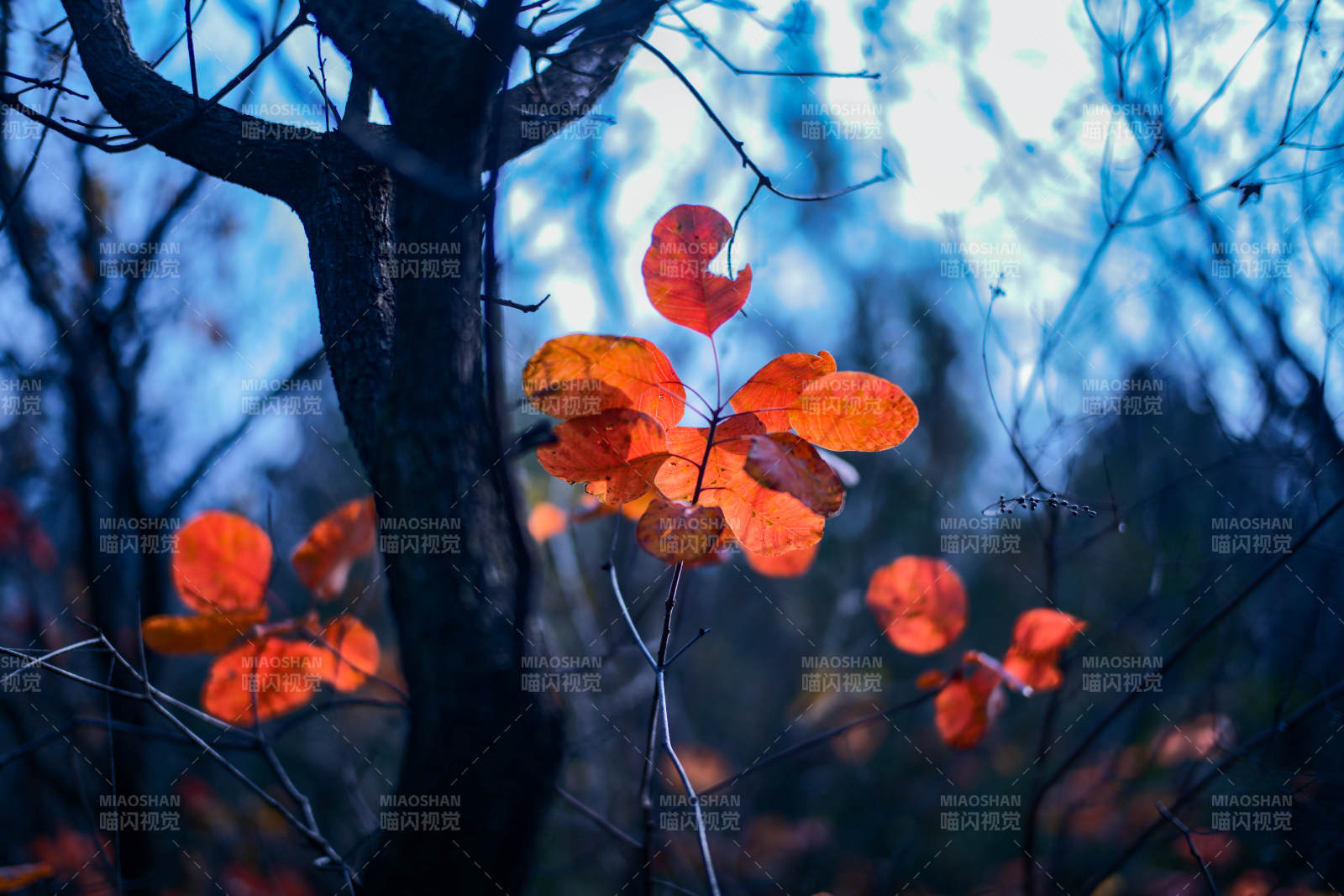 秋叶映蓝光图片