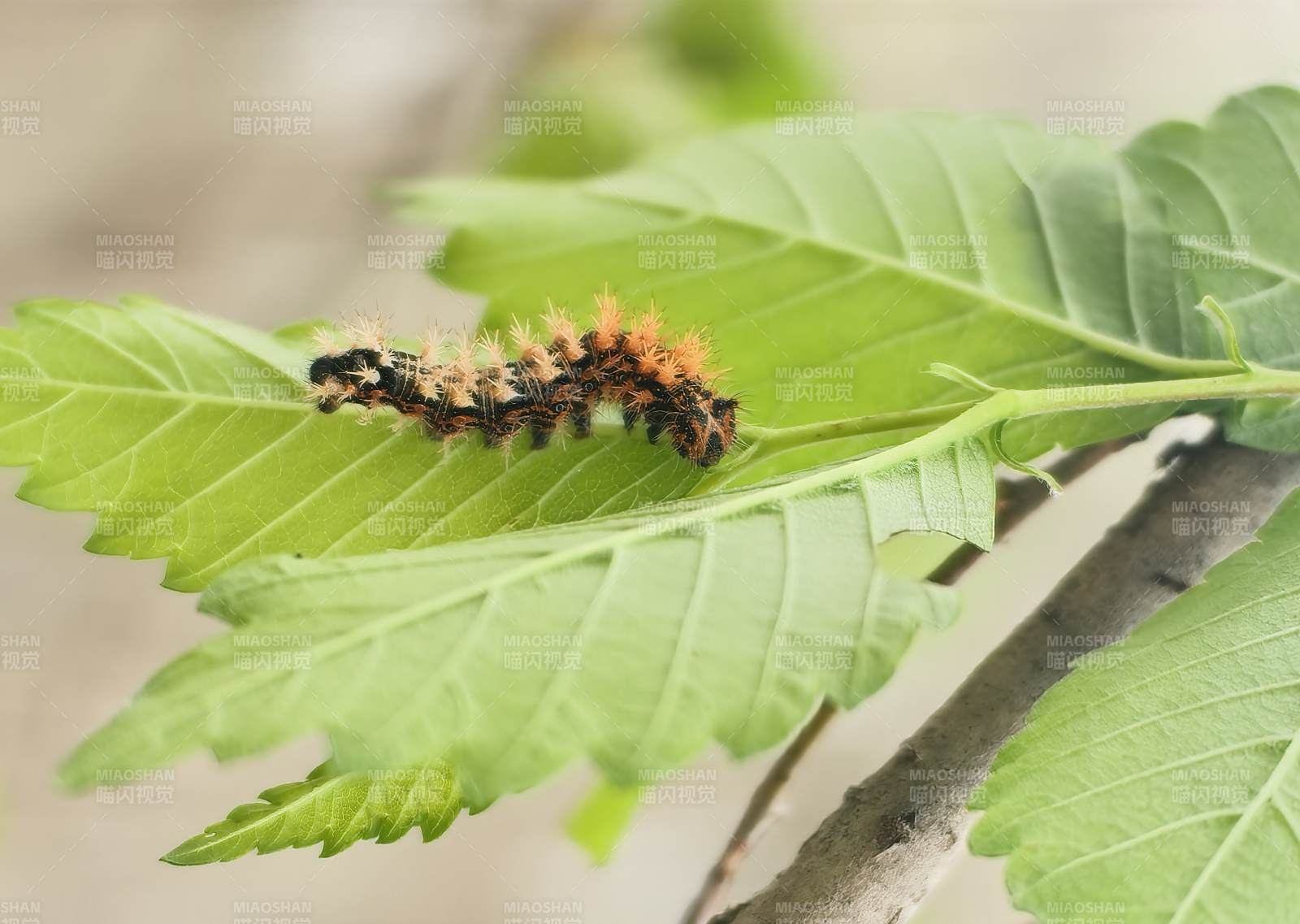 毛虫啃食绿叶图片