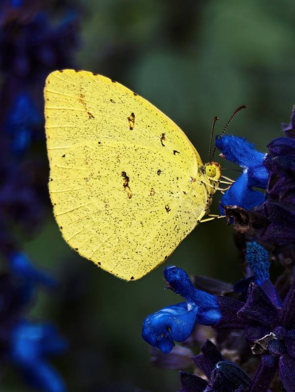 黄蝶栖蓝花图片