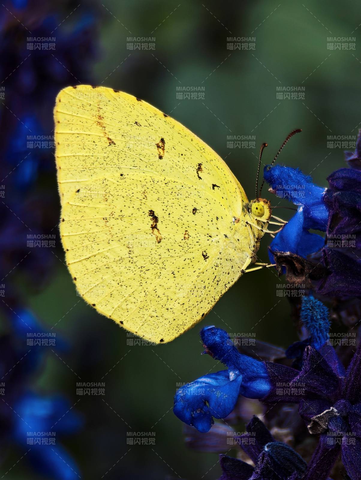 黄蝶栖蓝花图片