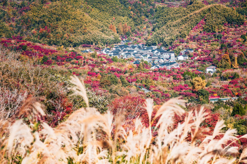 秋山花海 芦苇摇曳  宁波图片