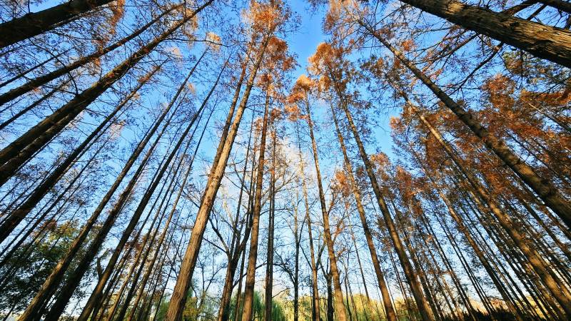 仰望秋林蓝天图片