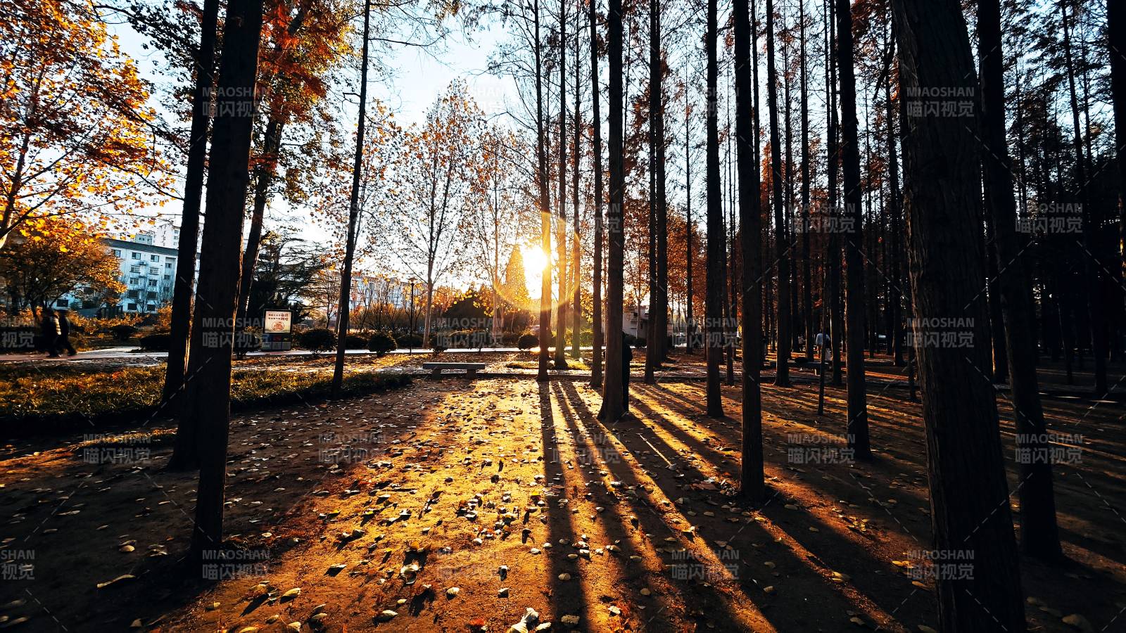 秋日林间光影图片