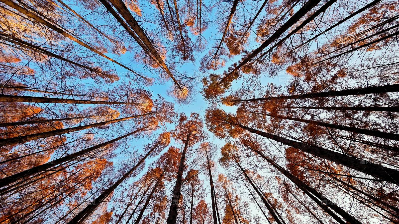 仰望秋林天际图片
