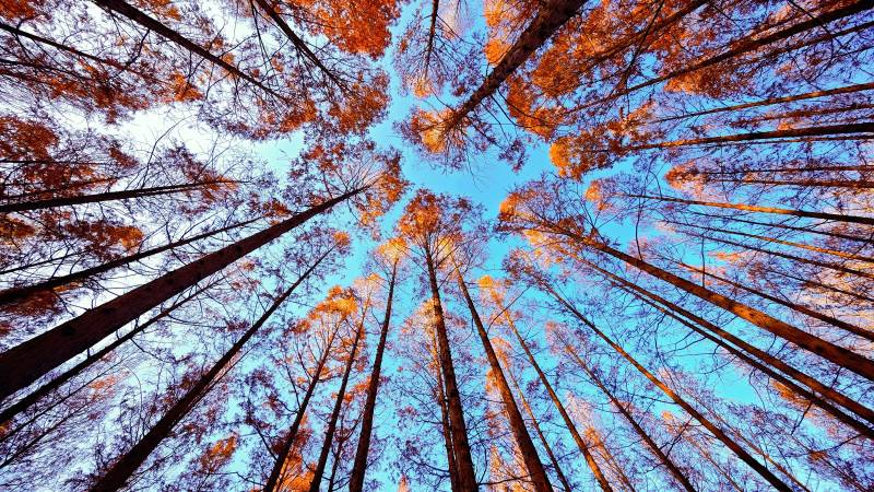 秋林仰望天空图片