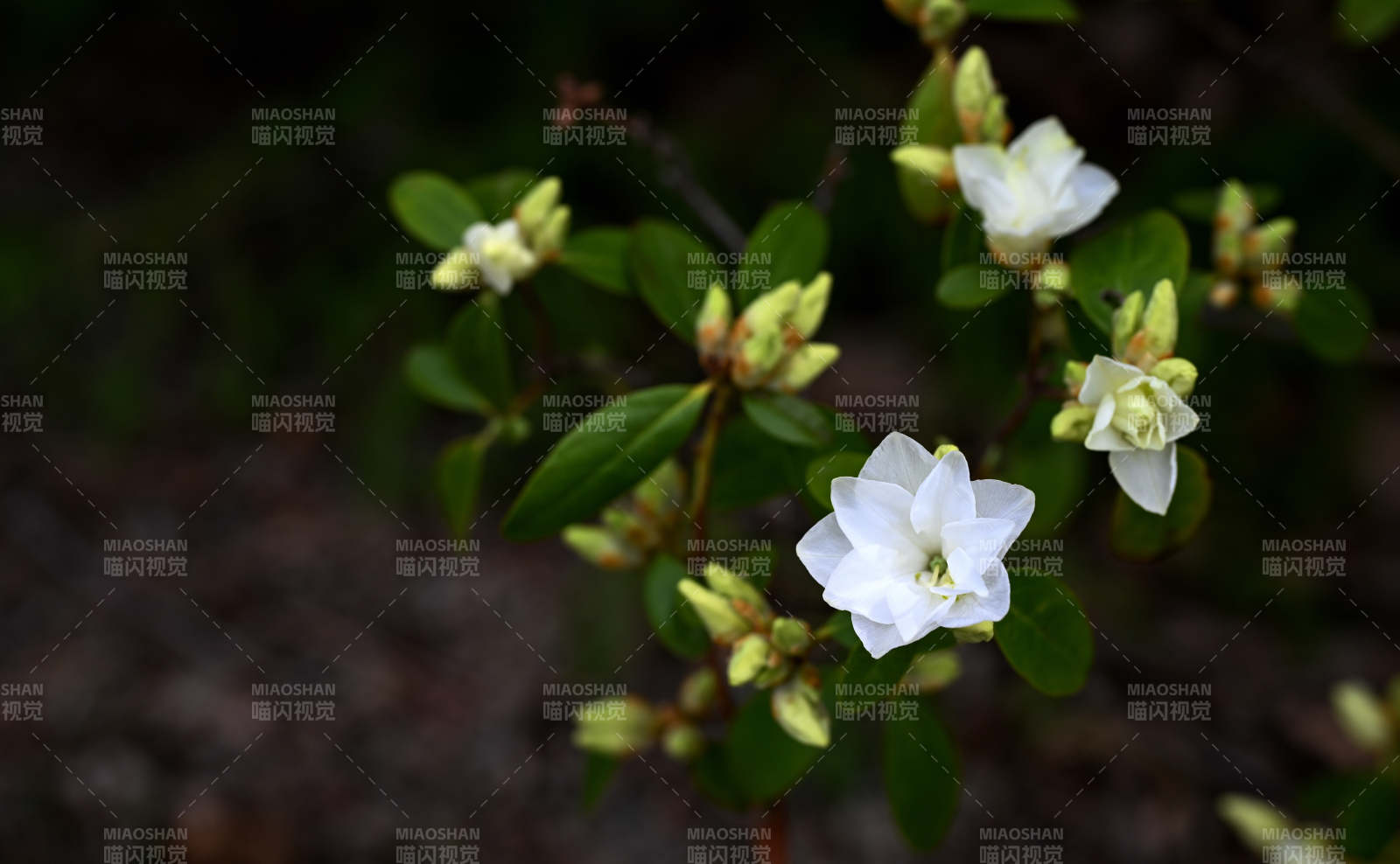 洁白杜鹃花绽放图片