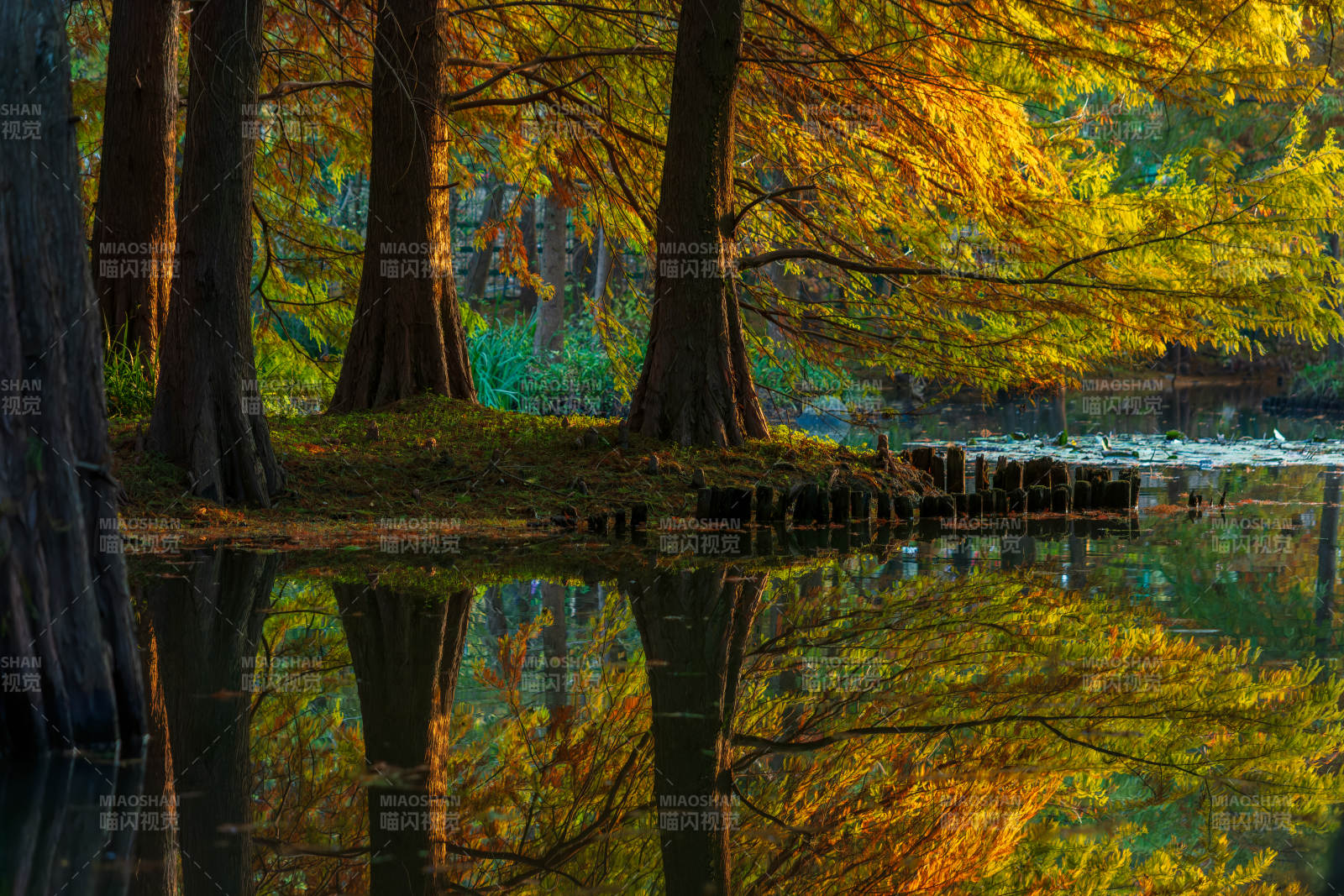 明孝陵燕雀湖落羽杉秋色图片