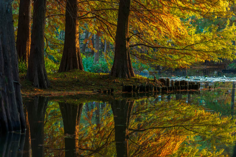 明孝陵燕雀湖落羽杉秋色图片