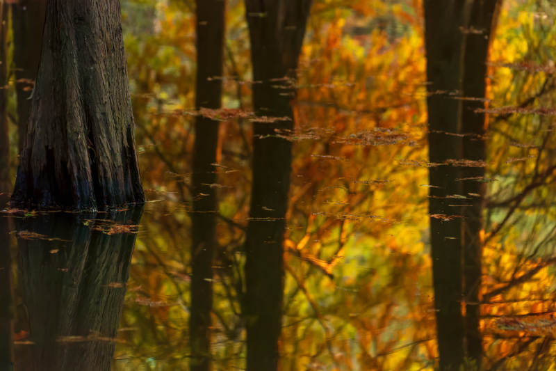 明孝陵燕雀湖落羽杉秋色图片