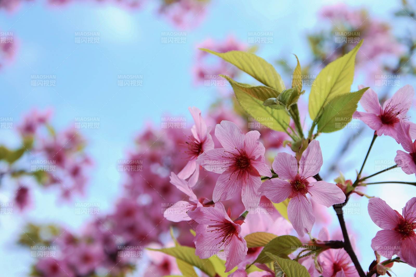 樱花绽放春日美图片
