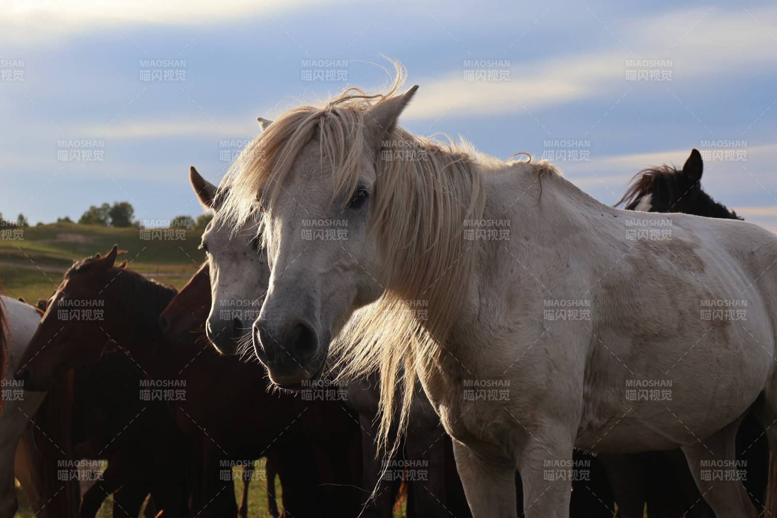 白马群影图片