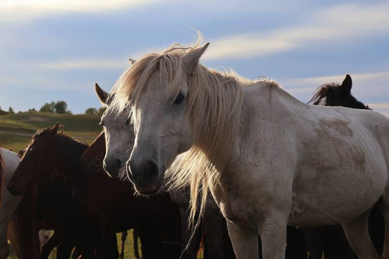 白马群影图片