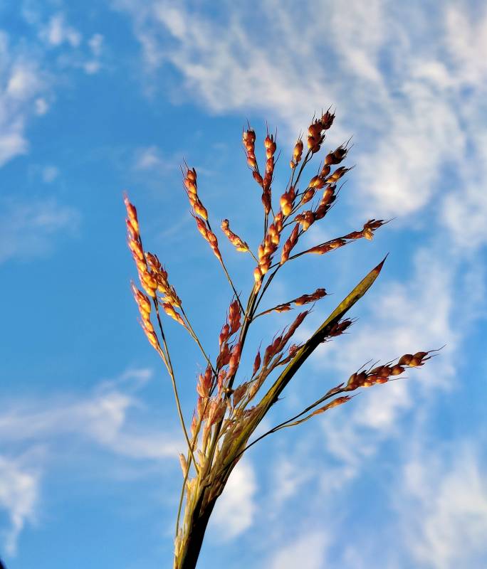 金穗迎风舞蓝天图片