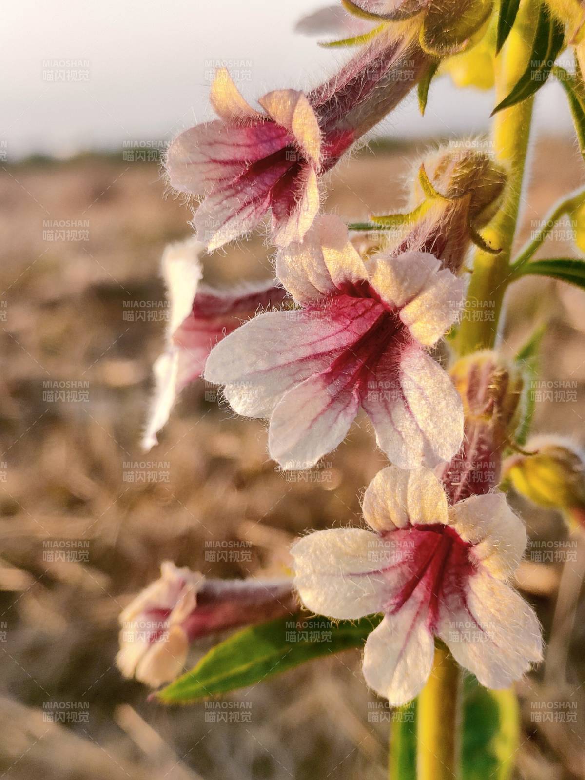 野花绽放 粉白相间图片