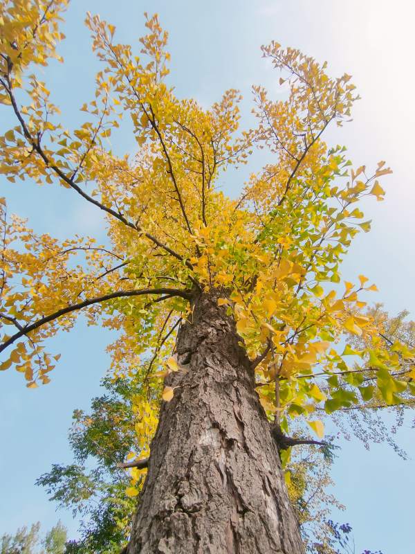 秋树仰望蓝天图片