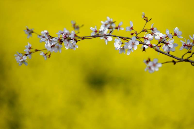 樱花绽放 春意盎然图片