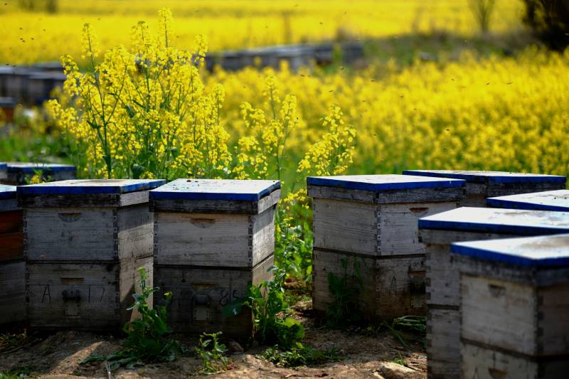 蜂箱与油菜花田图片