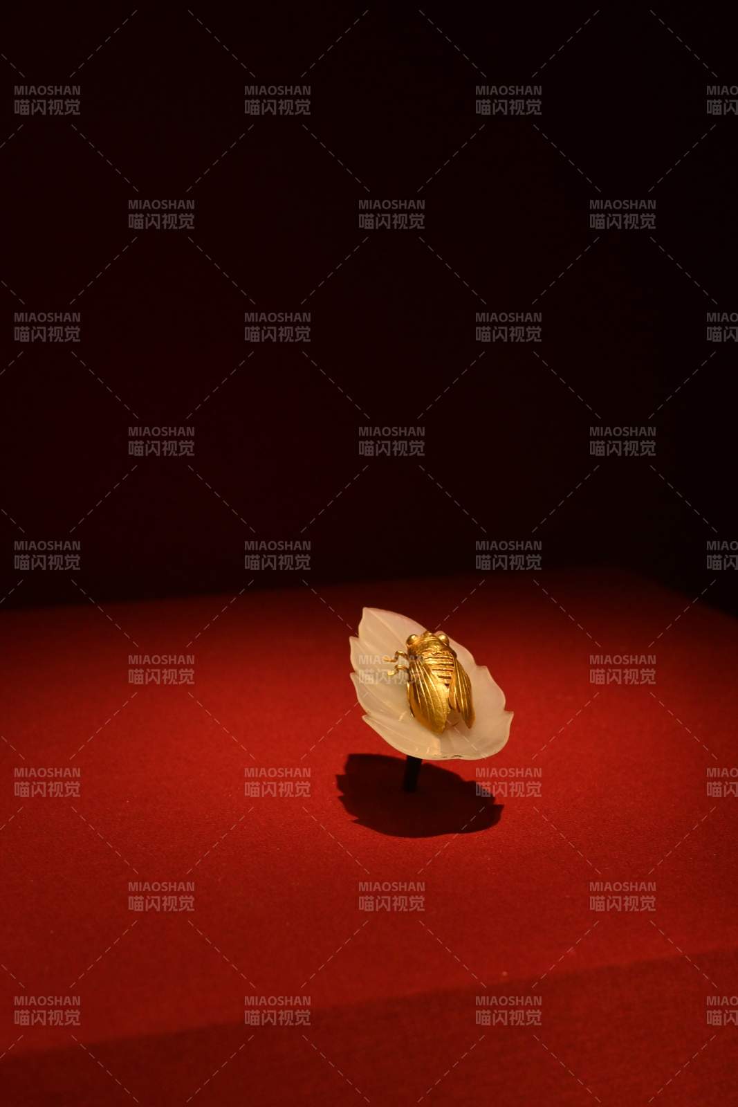 金蝉栖叶 静谧之美图片