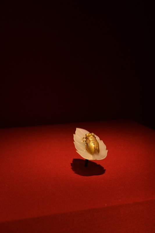 金蝉栖叶 静谧之美图片