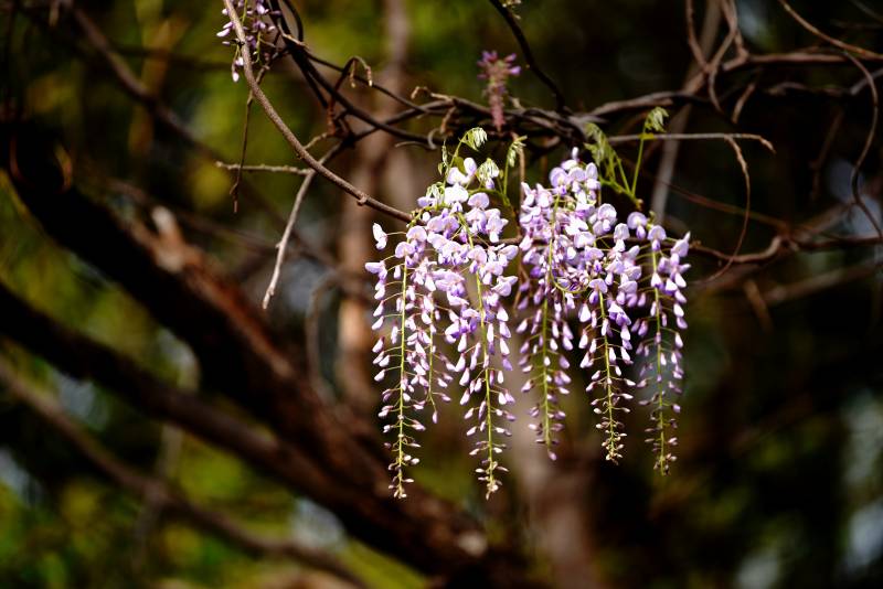 紫藤花垂枝绽放图片