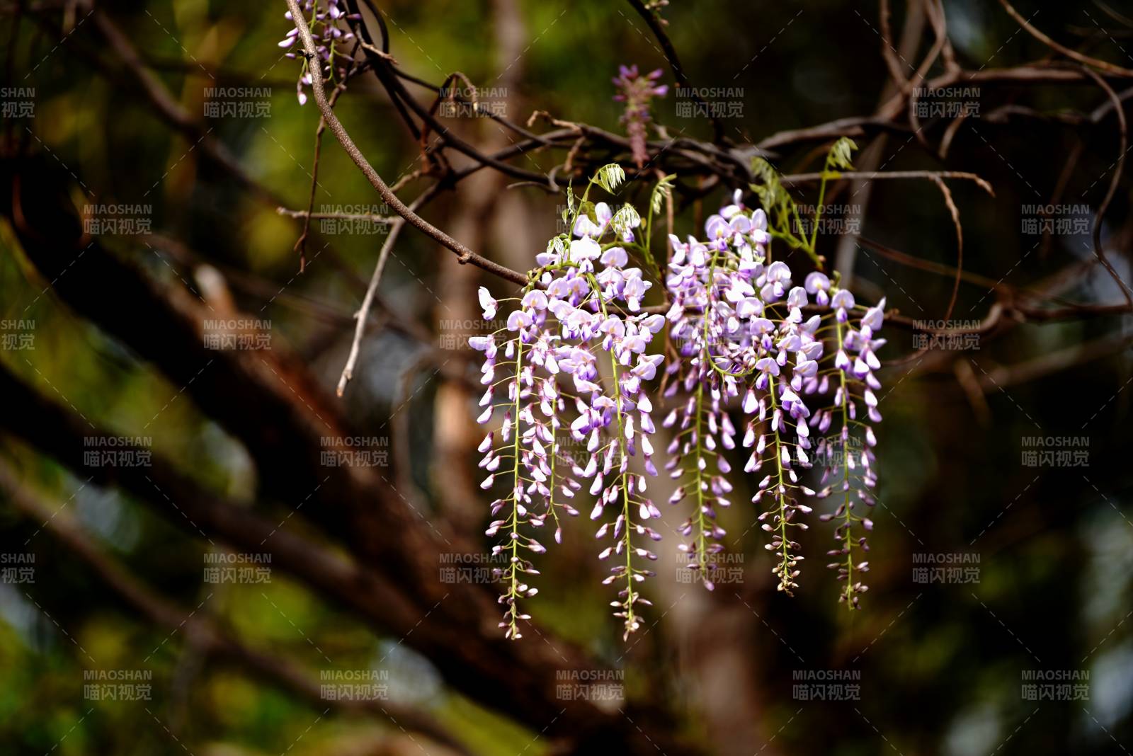 紫藤花垂枝绽放图片