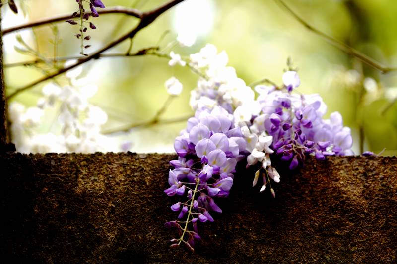 紫藤花垂挂石墙图片