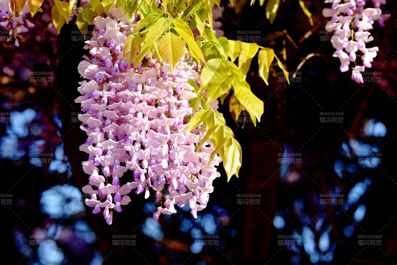 紫藤花垂枝绽放图片