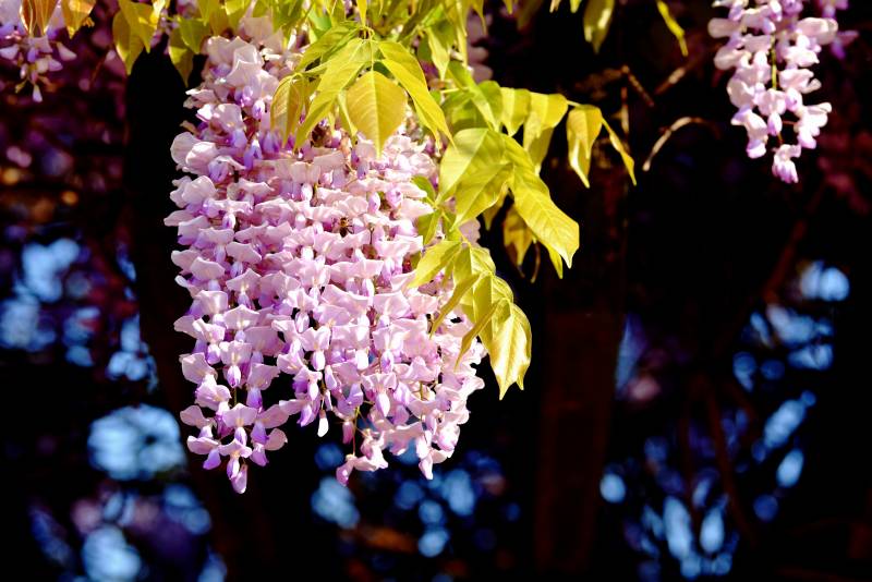 紫藤花垂枝绽放图片