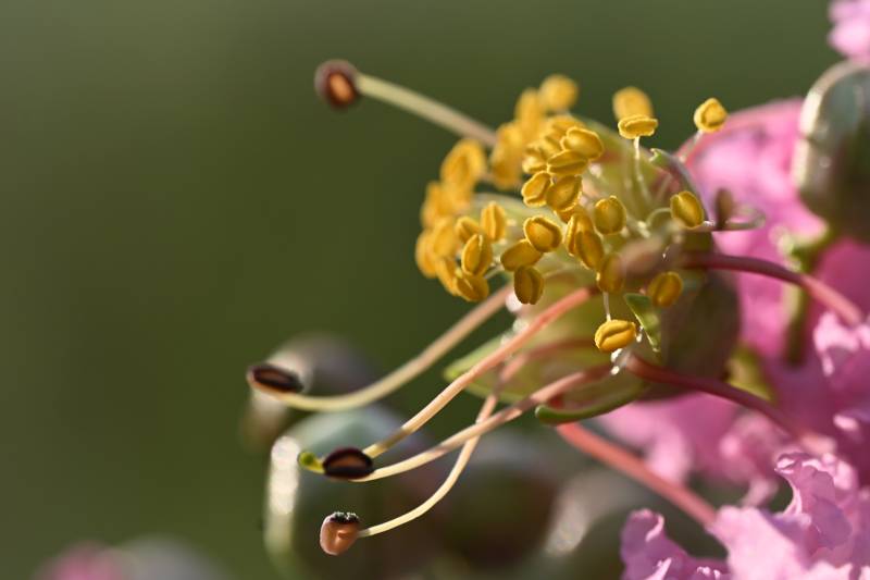紫微花花蕊特写图片