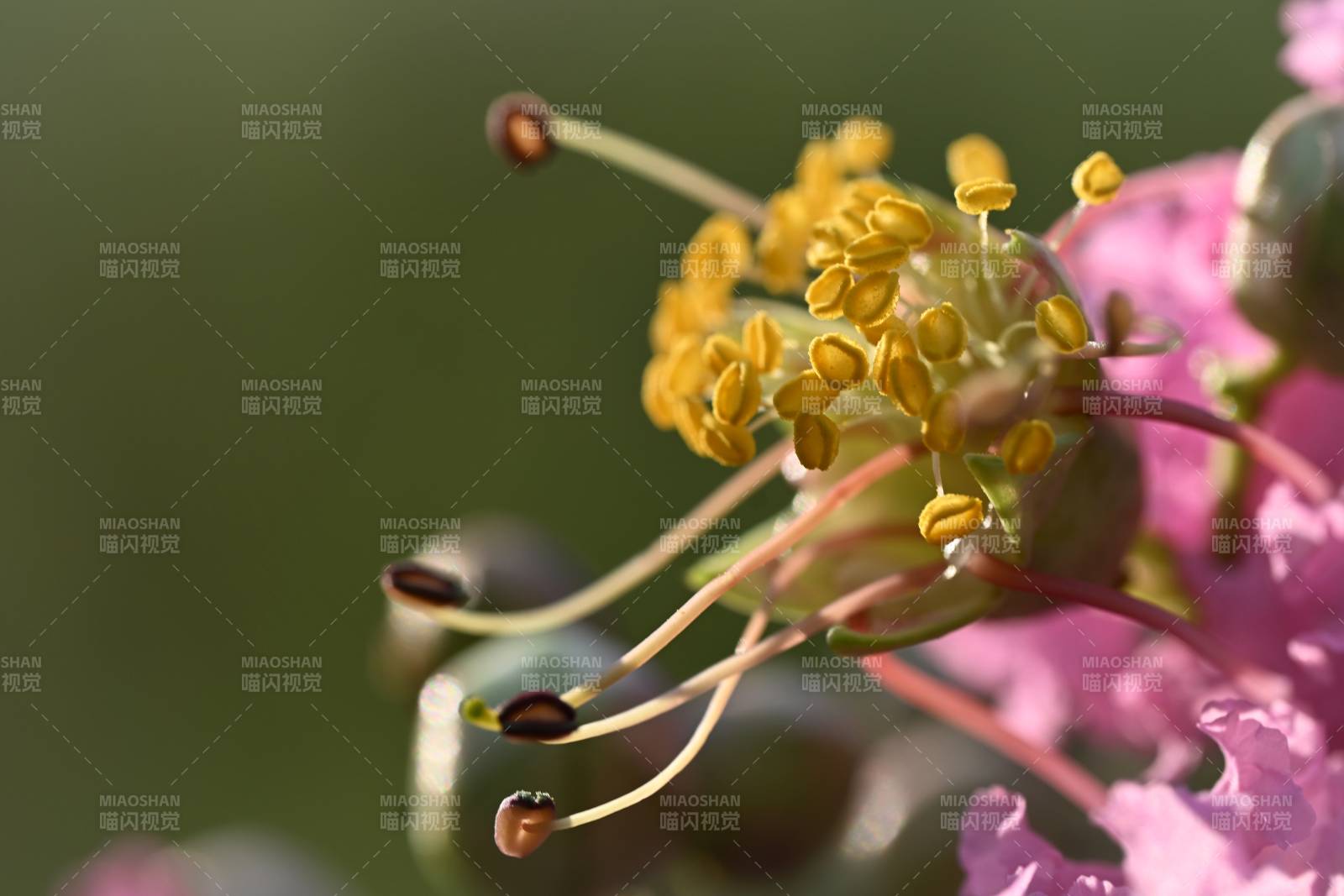紫微花花蕊特写图片