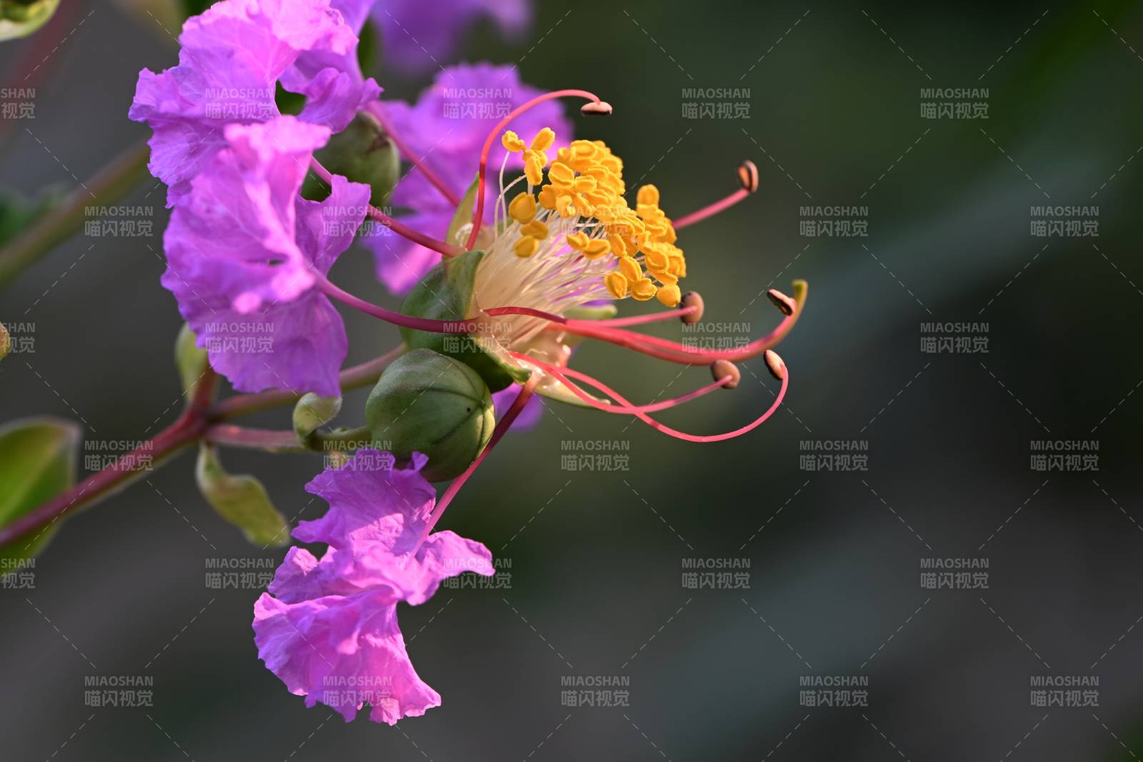 紫徽花绽放图片