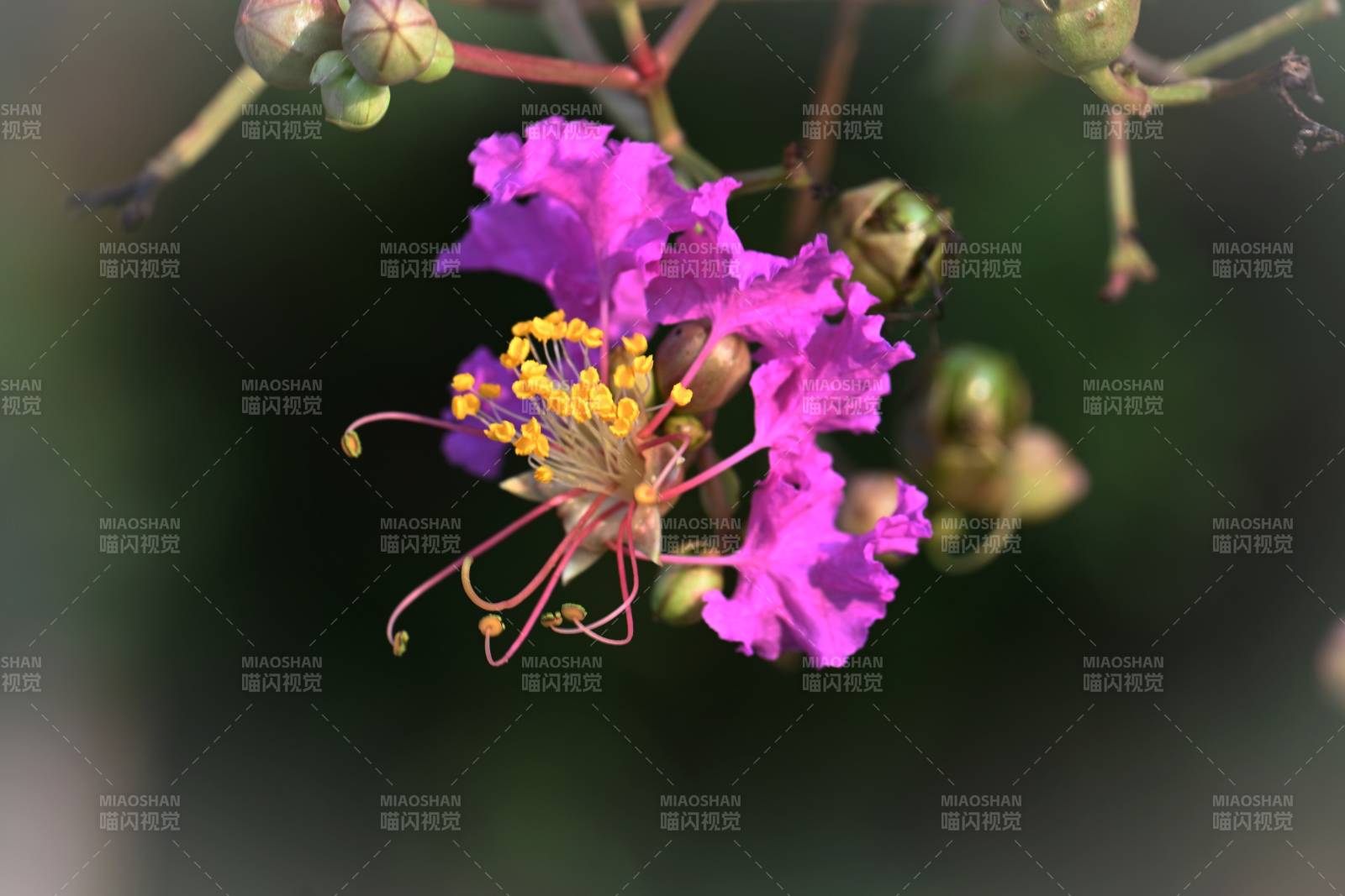 紫薇花绽放图片