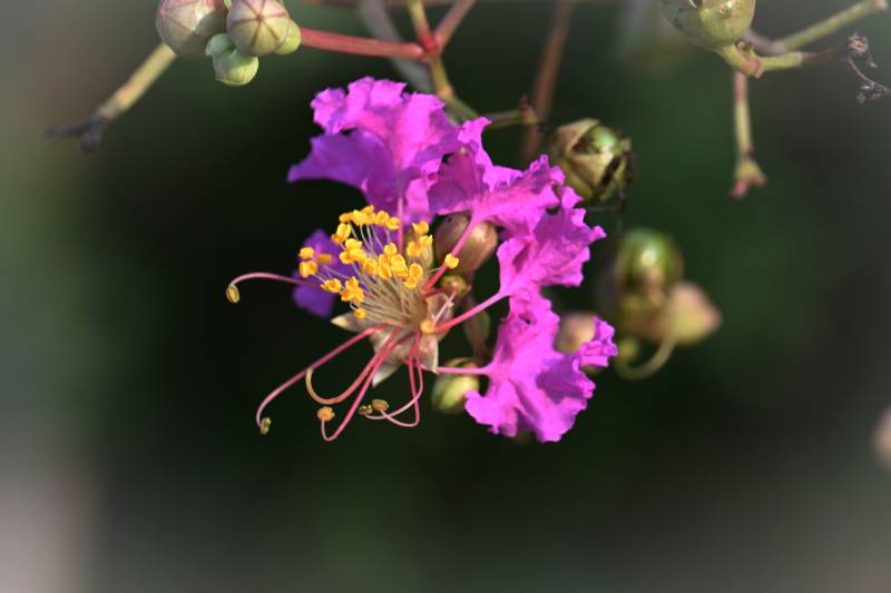 紫薇花绽放图片