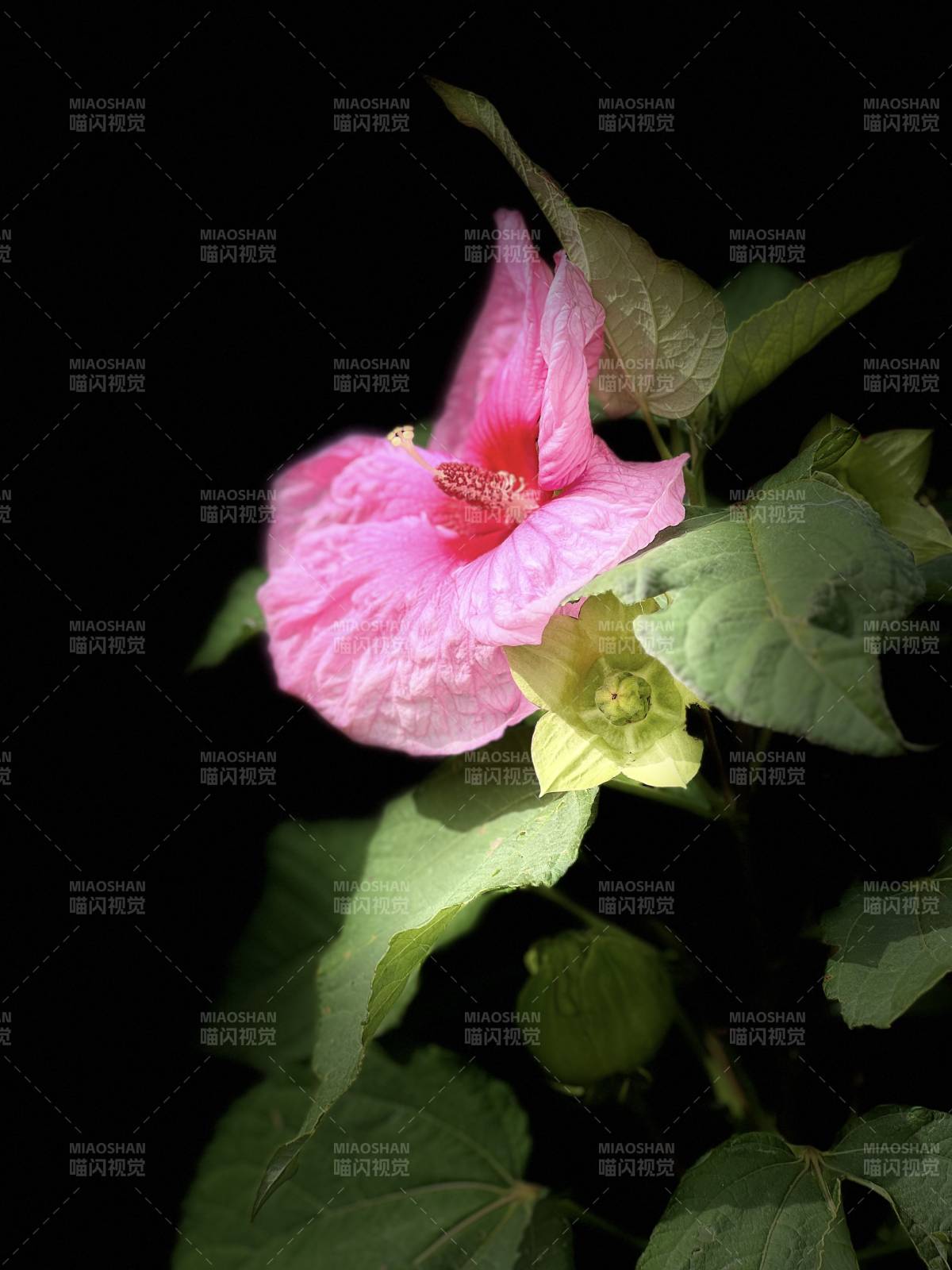 粉红木槿花绽放图片