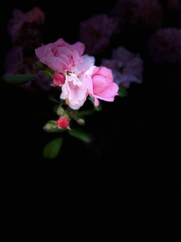 粉花绽放夜色中图片