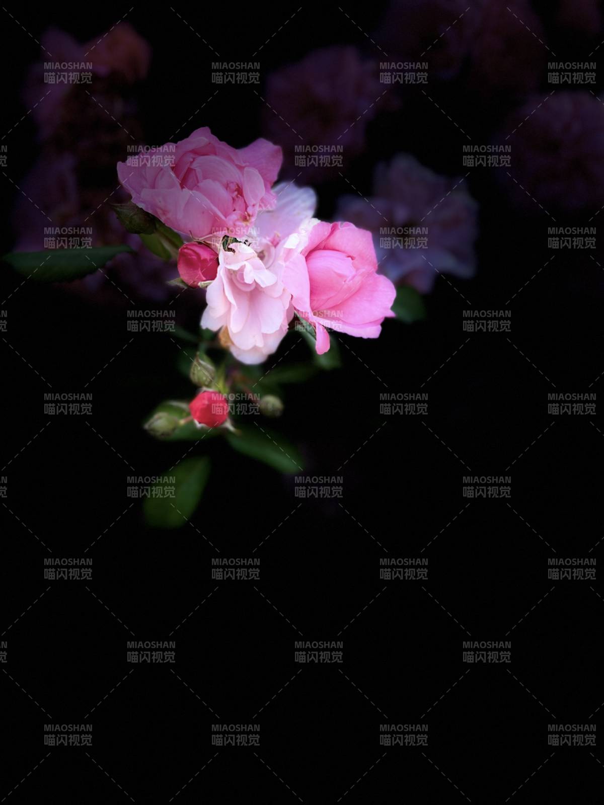 粉花绽放夜色中图片