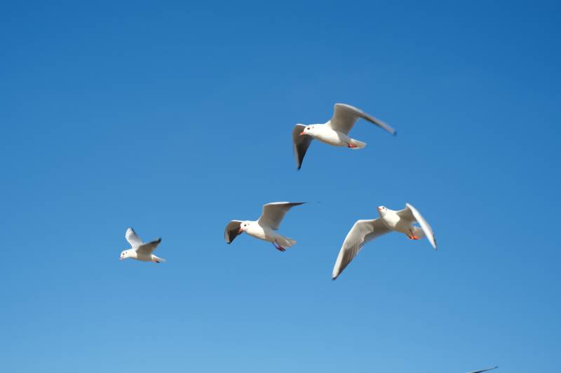 蓝天下的飞翔海鸥图片