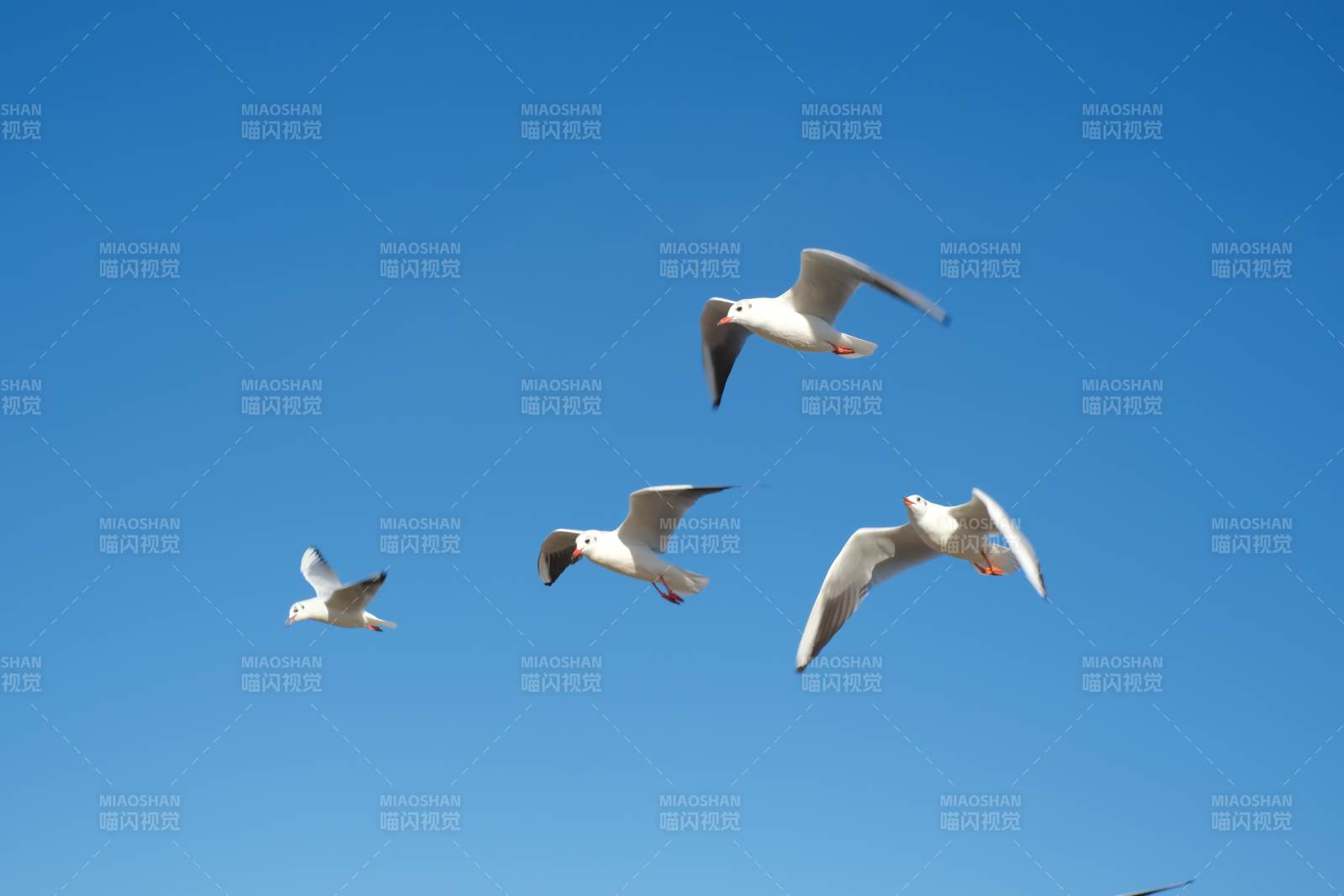 蓝天下的飞翔海鸥图片