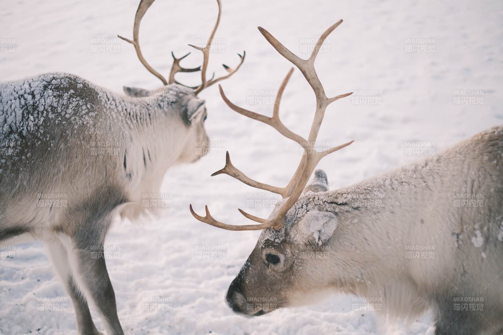 雪原上的驯鹿对决图片