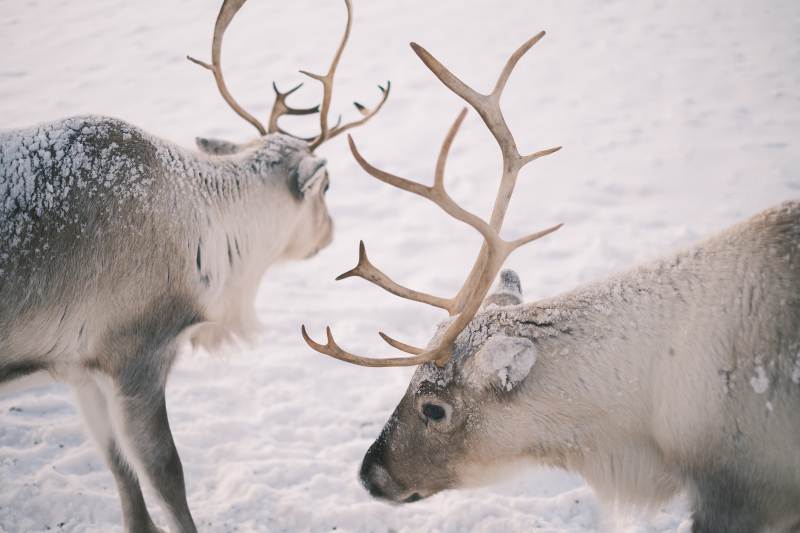 雪原上的驯鹿对决图片