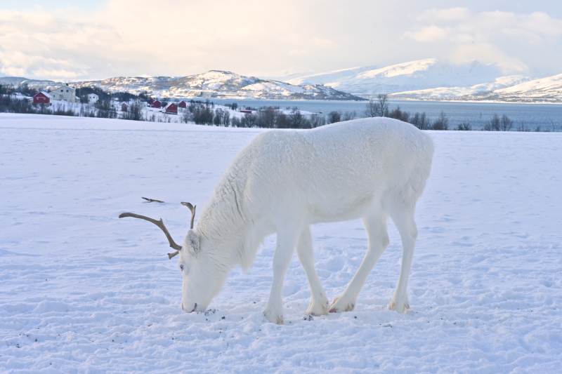 雪原上的驯鹿图片