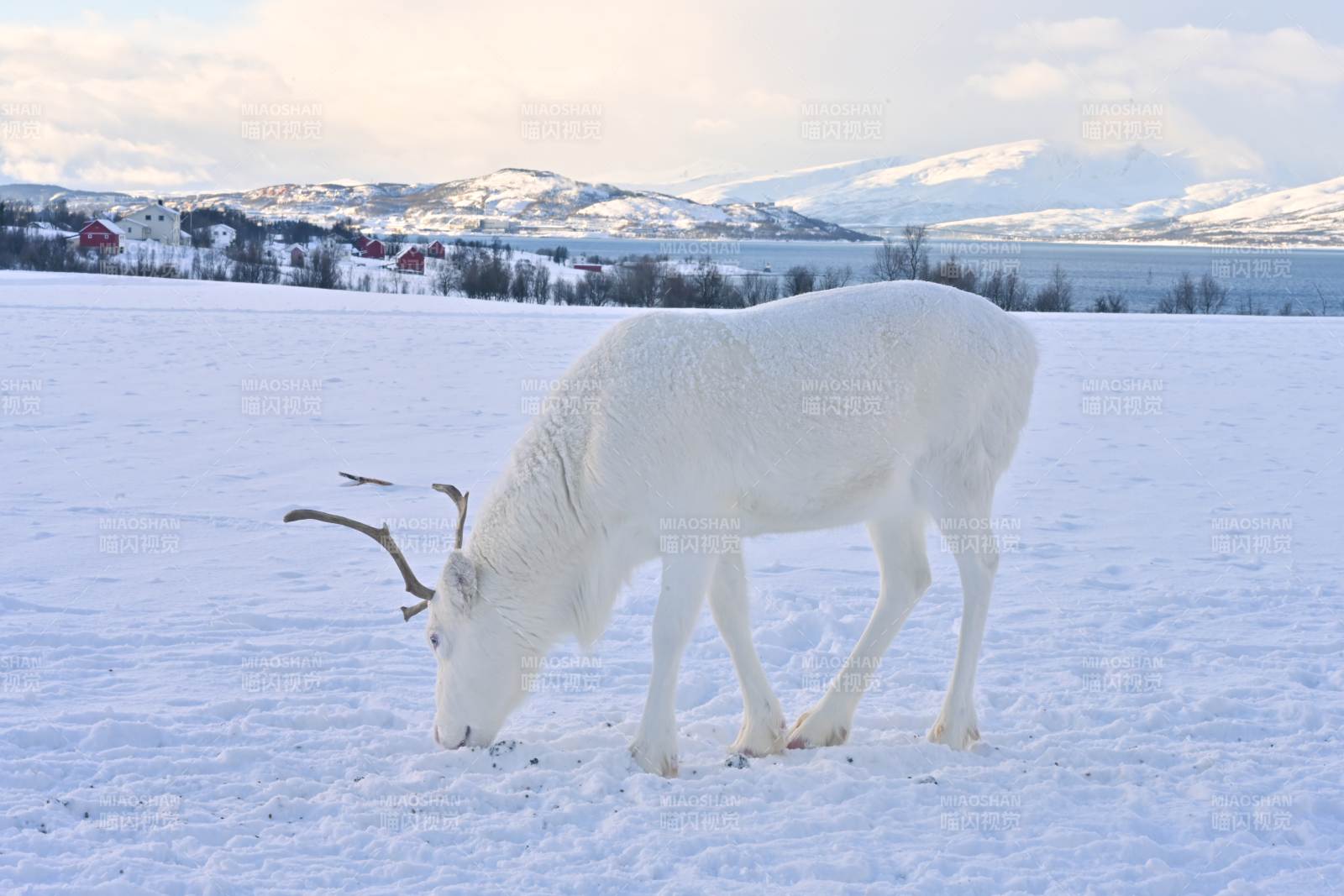 雪原上的驯鹿图片