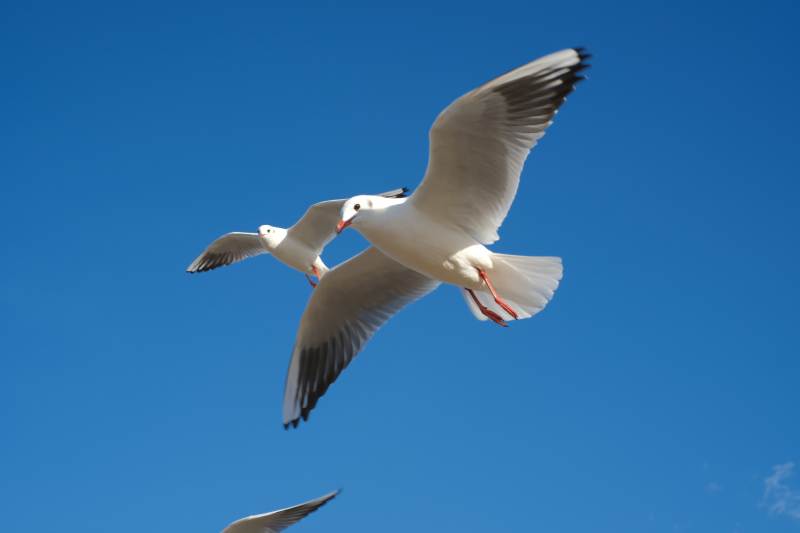 海鸥翱翔蓝天图片
