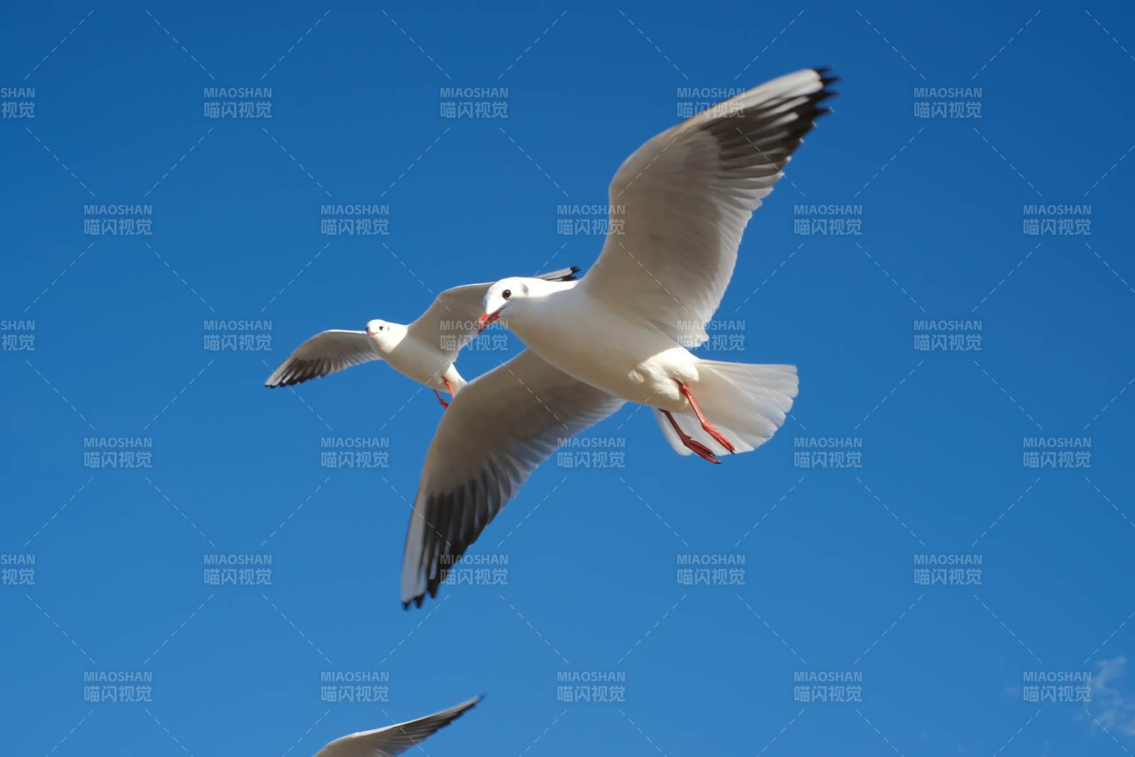 海鸥翱翔蓝天图片