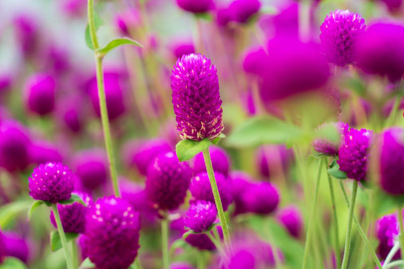 千日红花丛园艺绽放 生机盎然图片