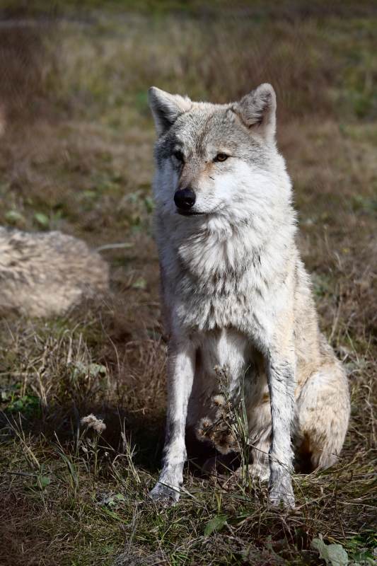 草原上的灰狼静坐图片