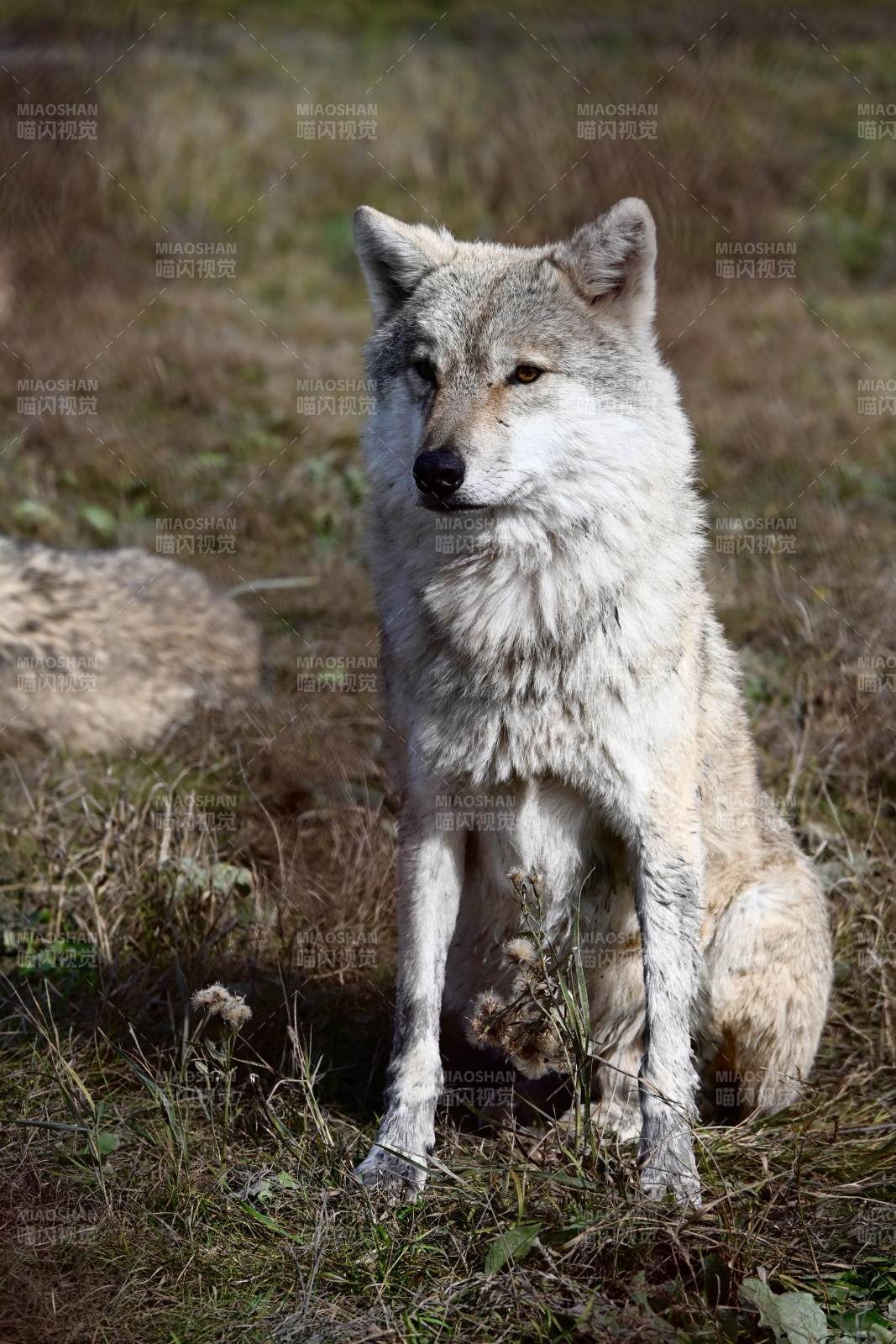 草原上的灰狼静坐图片