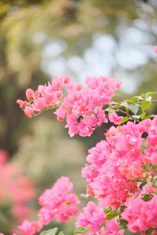 粉红花枝迎风舞图片